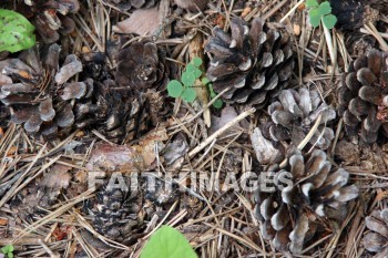 pine cones, fallen, dropped, door county, wisconsin