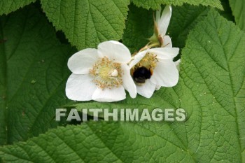 white flower, white, flower, door county, wisconsin, whites, flowers