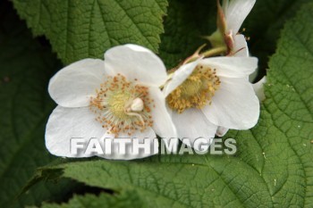 white flower, white, flower, door county, wisconsin, whites, flowers