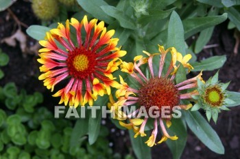 gaillardia, yellow and orange flowers, yellow, orange, flower, door county, wisconsin, yellows, oranges, flowers