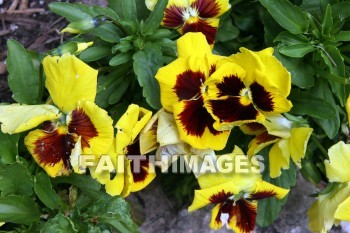 pansy, yellow and brown flowers, yellow, brown, flower, door county, wisconsin, pansies, yellows, flowers