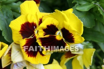 pansy, yellow and brown flowers, yellow, brown, flower, door county, wisconsin, pansies, yellows, flowers