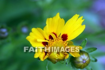 yellow and brown flowers, yellow, brown, flower, door county, wisconsin, yellows, flowers