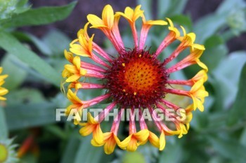 gaillardia, yellow and orange flowers, yellow, orange, flower, door county, wisconsin, yellows, oranges, flowers