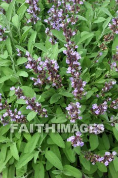 purple wildflowers, wildflower, purple, flower, door county, wisconsin, wildflowers, purples, flowers