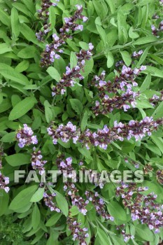 purple wildflowers, wildflower, purple, flower, door county, wisconsin, wildflowers, purples, flowers