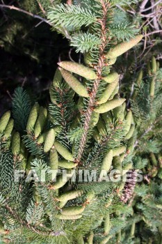 pine cones, pine, pine tree, tree, door county, wisconsin, pines, trees