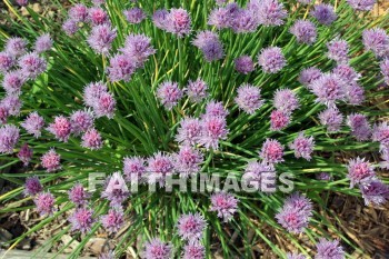 purple flowers, purple, flower, door county, wisconsin, purples, flowers