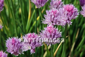 purple flowers, purple, flower, door county, wisconsin, purples, flowers