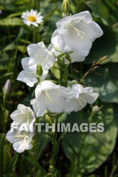 white flowers, white, flower, door county, wisconsin, whites, flowers