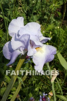 iris, flower, door county, wisconsin, irises, flowers