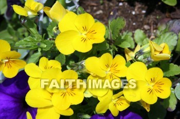 pansy, yellow flowers, yellow, flower, door county, wisconsin, pansies, yellows, flowers