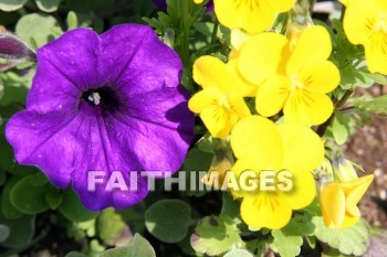 yellow and purple flowers, yellow pansies, purple petunia, yellow, purple, flower, pansy, petunia, door county, wisconsin, yellows, purples, flowers, pansies, petunias