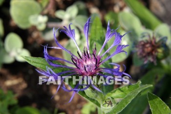 purple flowers, purple, flower, door county, wisconsin, purples, flowers