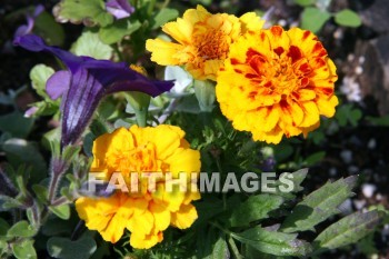 marigold, yellow and orange flowers, yellow, orange, flower, door county, wisconsin, marigolds, yellows, oranges, flowers