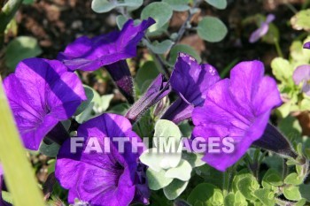 petunia, purple flowers, purple, flower, door county, wisconsin, petunias, purples, flowers