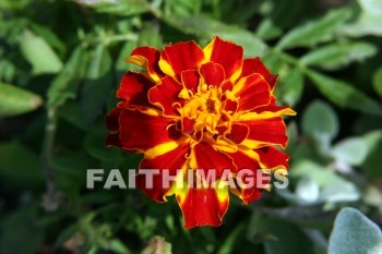 marigold, yellow and orange flowers, yellow, orange, flower, door county, wisconsin, marigolds, yellows, oranges, flowers