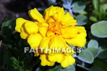 marigold, yellow and orange flowers, yellow, orange, flower, door county, wisconsin, marigolds, yellows, oranges, flowers