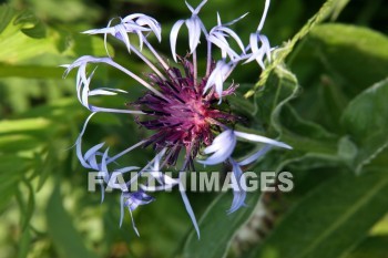 purple flowers, purple, flower, door county, wisconsin, purples, flowers