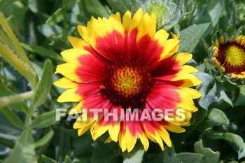 gaillardia, yellow and orange flowers, yellow, orange, flower, door county, wisconsin, yellows, oranges, flowers