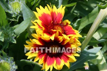 gaillardia, yellow and orange flowers, yellow, orange, flower, door county, wisconsin, yellows, oranges, flowers