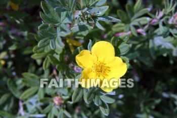 yellow flowers, yellow, flower, door county, wisconsin, yellows, flowers