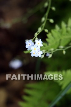 forget-me-not, blue flowers, blue, flower, wildflower, door county, wisconsin, forget-me-nots, flowers, wildflowers