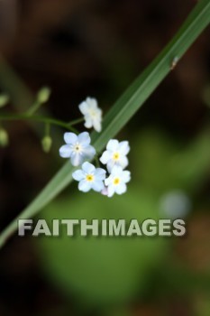 forget-me-not, blue flowers, blue, flower, wildflower, door county, wisconsin, forget-me-nots, flowers, wildflowers