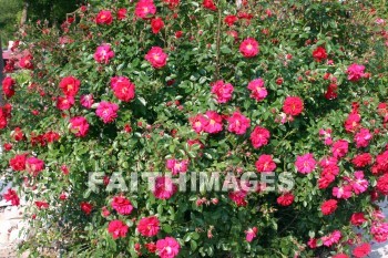 rose, rose bush, red flowers, red, flower, door county, wisconsin, roses, flowers