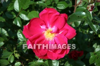 rose, rose bush, red flowers, red, flower, door county, wisconsin, roses, flowers