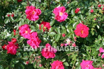 rose, rose bush, red flowers, red, flower, door county, wisconsin, roses, flowers