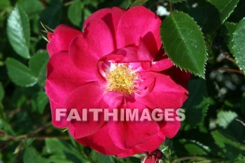 rose, rose bush, red flowers, red, flower, door county, wisconsin, roses, flowers