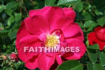 rose, rose bush, red flowers, red, flower, door county, wisconsin, roses, flowers