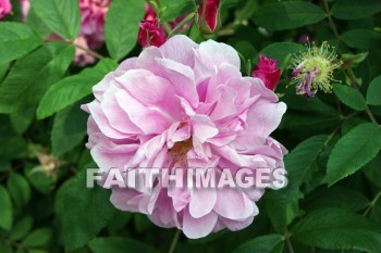 pink roses, pink flowers, pink, flower, rose, door county, wisconsin, pinks, flowers, roses