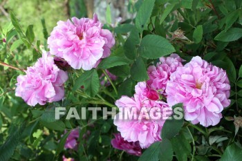 pink roses, pink flowers, pink, flower, rose, door county, wisconsin, pinks, flowers, roses