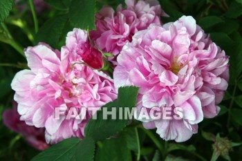 pink roses, pink flowers, pink, flower, rose, door county, wisconsin, pinks, flowers, roses