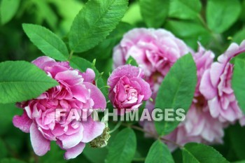 pink roses, pink flowers, pink, flower, rose, door county, wisconsin, pinks, flowers, roses