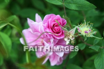 pink roses, pink flowers, pink, flower, rose, door county, wisconsin, pinks, flowers, roses