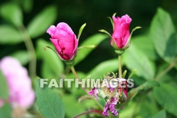 pink roses, pink flowers, pink, flower, rose, door county, wisconsin, pinks, flowers, roses