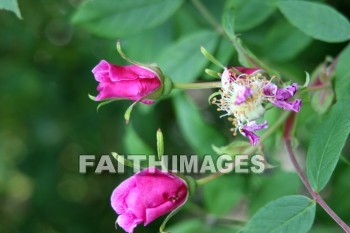 pink roses, pink flowers, pink, flower, rose, door county, wisconsin, pinks, flowers, roses