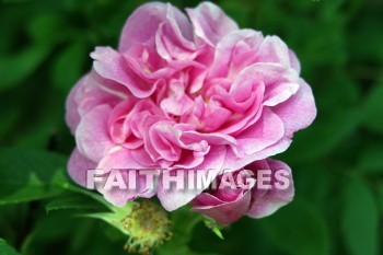 pink roses, pink flowers, pink, flower, rose, door county, wisconsin, pinks, flowers, roses