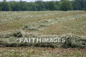 hay, winnowed, winnowing, rows, door county, wisconsin, hays