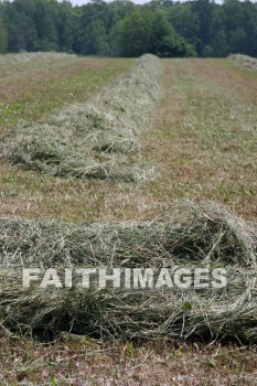 hay, winnowed, winnowing, rows, door county, wisconsin, hays