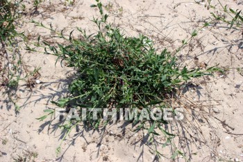 plant, beach, sand, lake michigan, door county, wisconsin, plants, beaches, sands