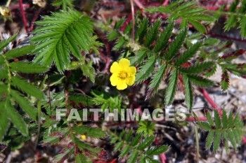 yellow flowers, wildflower, yellow, flower, beach, sand, lake michigan, door county, wisconsin, wildflowers, yellows, flowers, beaches, sands