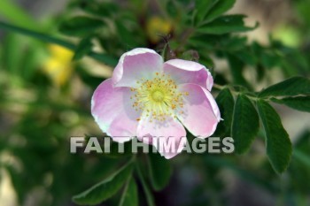 pink flower, pink, flower, door county, wisconsin, pinks, flowers