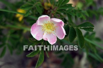 pink flower, pink, flower, door county, wisconsin, pinks, flowers