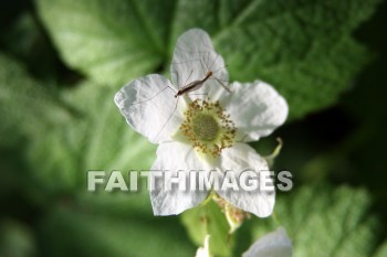 white wildflowers, wildflower, white, flower, door county, wisconsin, wildflowers, whites, flowers