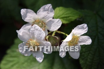 white wildflowers, wildflower, white, flower, door county, wisconsin, wildflowers, whites, flowers