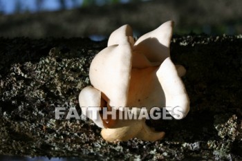 fungus, tree fungus, door county, wisconsin, fungi, funguses